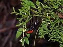 Notocyphus dorsalis - photo 4