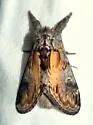 Notodonta manitou - Hodges#7926.1