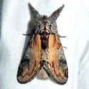Notodonta manitou - Hodges#7926.1 - photo 2