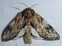 Notodonta ochreata - Hodges#7926.2