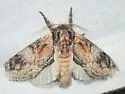 Notodonta ochreata - Hodges#7926.2 - photo 2