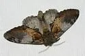 Notodonta pacifica - Hodges#7927