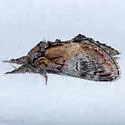 Notodonta pacifica - Hodges#7927 - photo 4