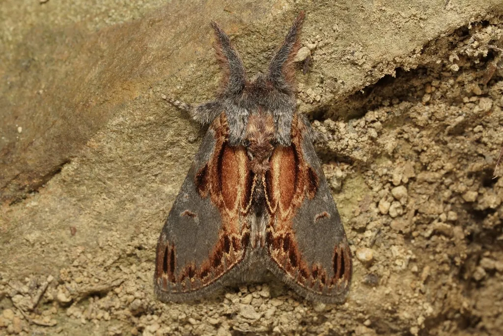 Finned-willow Prominent - Hodges#7926 - photo 2