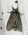 Notodonta torva - Hodges#7928 - photo 2