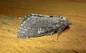 Notodonta torva - Hodges#7928 - photo 3