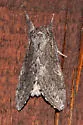 Notodonta torva - Hodges#7928 - photo 4