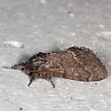 Notodonta torva - Hodges#7928 - photo 5