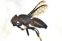 Notogramma cimiciforme - Notogramma cimiciforme