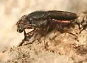 Notogramma purpuratum