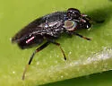 Notogramma purpuratum - photo 2