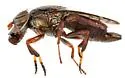 Notogramma purpuratum - photo 4