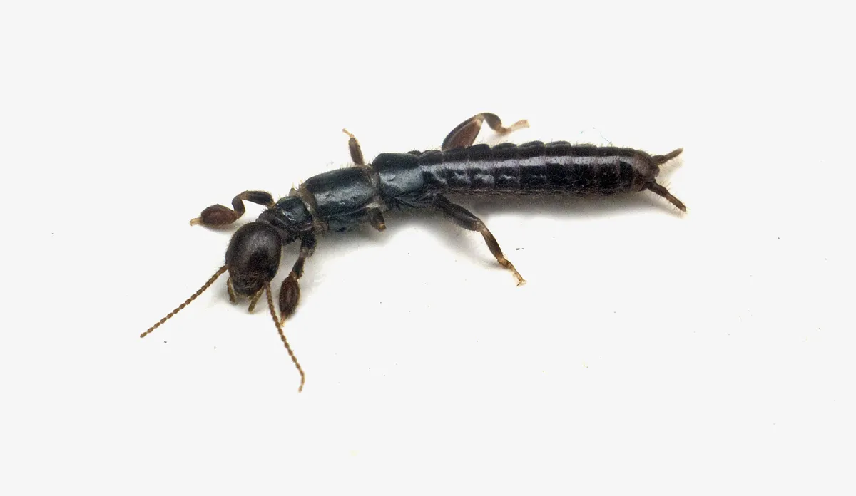 Notoligotomidae - photo 2