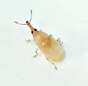 Notolomus basalis - photo 2