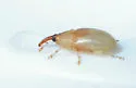 Notolomus basalis - photo 3