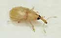 Notolomus basalis - photo 4