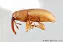Notolomus basalis - photo 5