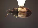 Notolomus bicolor