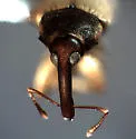Notolomus bicolor - photo 2