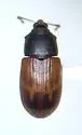 Notolomus bicolor - photo 3