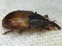 Notolomus bicolor - photo 4