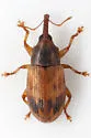 Notolomus bicolor - photo 5