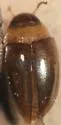 Notomicrus sharpi - Notomicrus sharpi