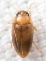 Notomicrus sharpi - photo 2