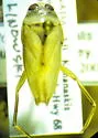 Notonecta borealis