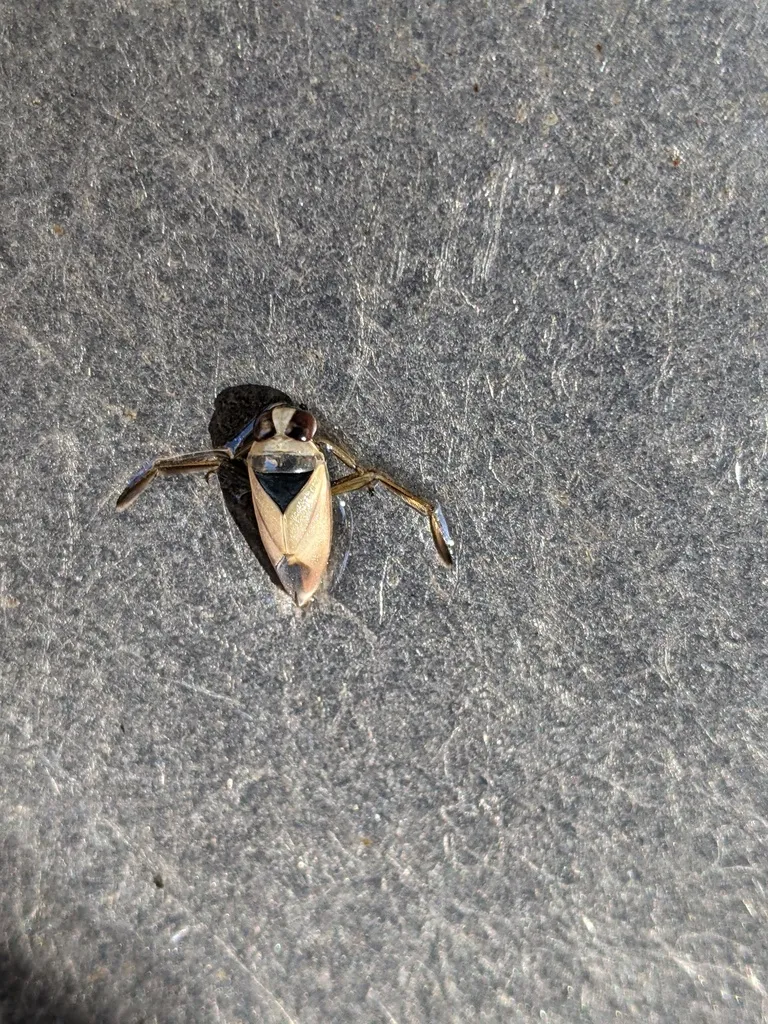 Notonecta hoffmani