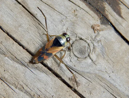 Notonecta insulata