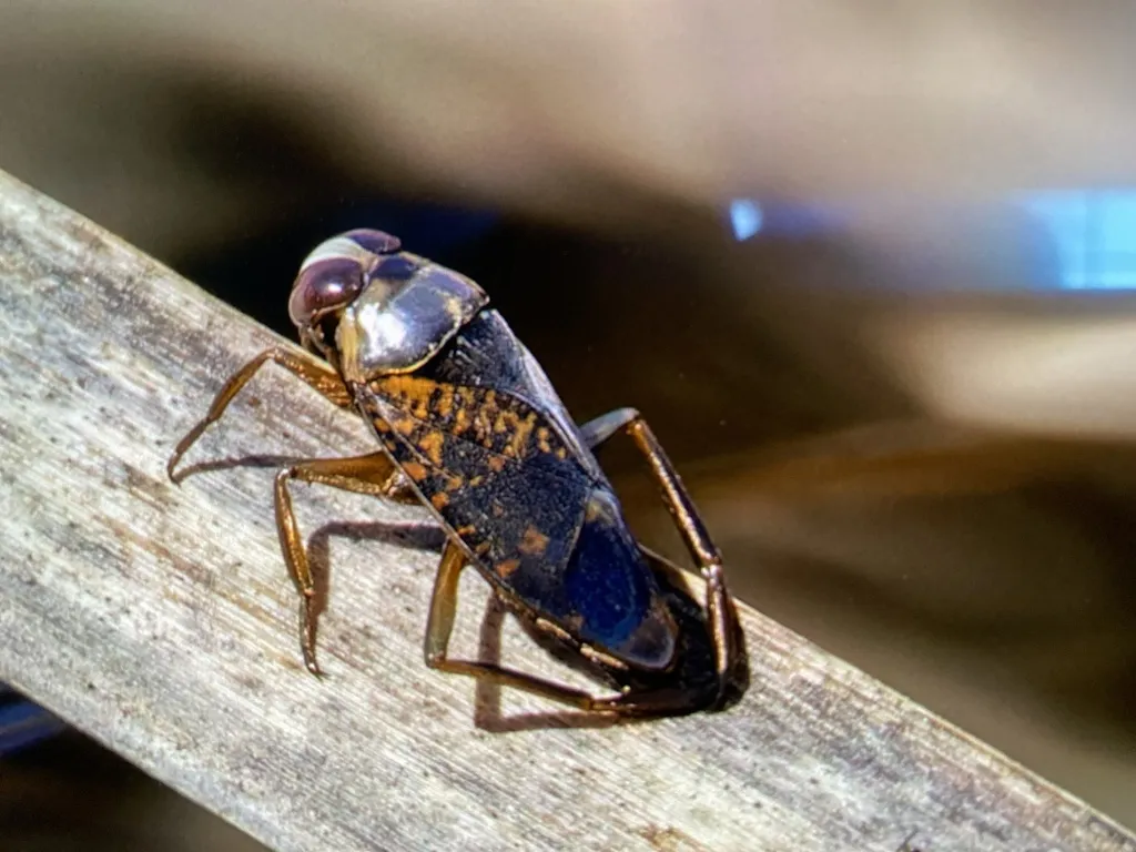 Notonecta irrorata - photo 3