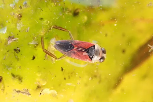 Notonecta lobata