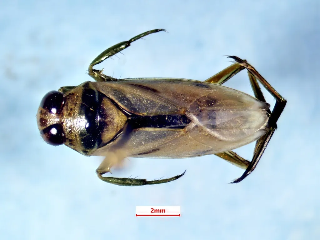 Notonecta lunata