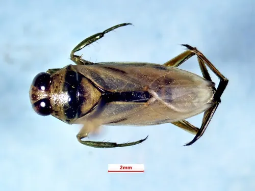 Notonecta lunata - photo 2