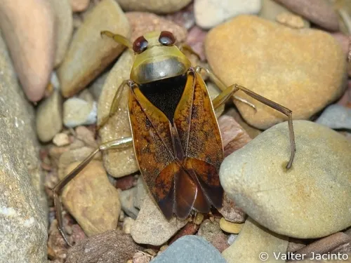 Notonecta maculata - Notonecta maculata