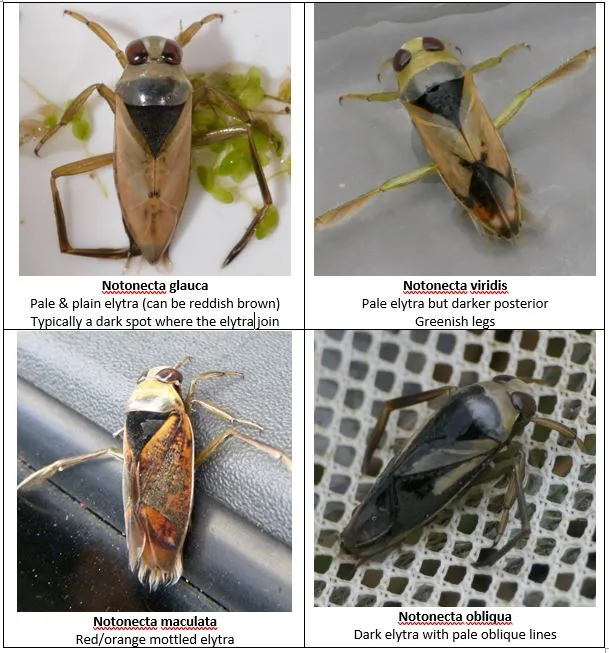 Notonecta maculata - photo 4