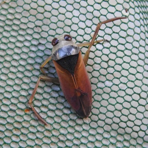 Notonecta meridionalis