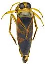 Notonecta montezuma - Notonecta montezuma