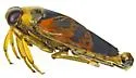 Notonecta montezuma - photo 2