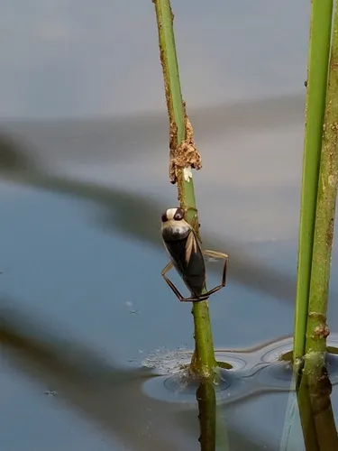 Notonecta obliqua - Notonecta obliqua