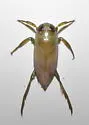 Notonecta repanda - Notonecta repanda