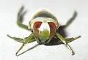 Notonecta spinosa - photo 3