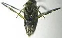 Notonecta spinosa - photo 4