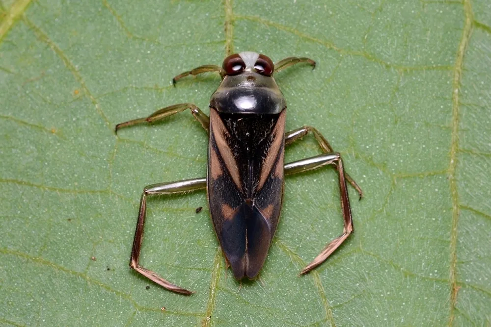 Notonecta triguttata - photo 2