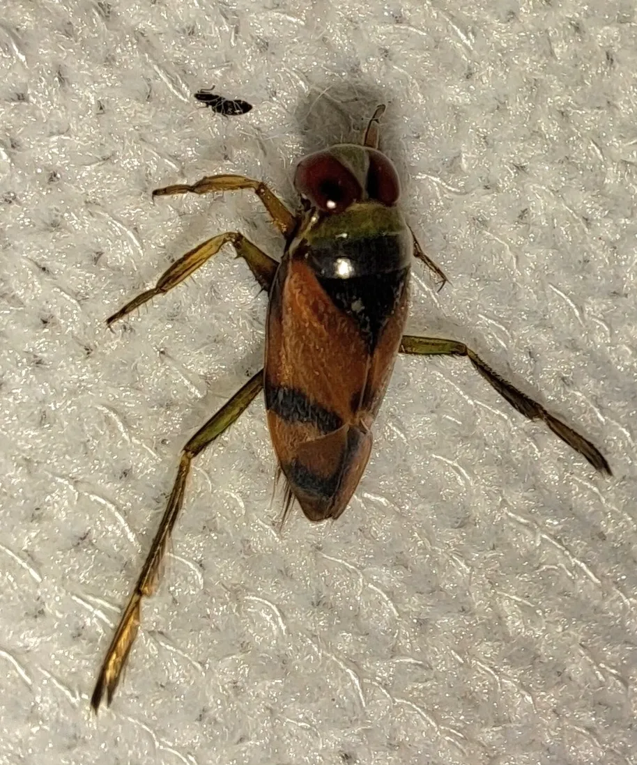 Notonecta uhleri - Notonecta uhleri