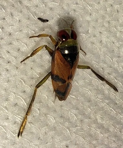 Notonecta uhleri - photo 2