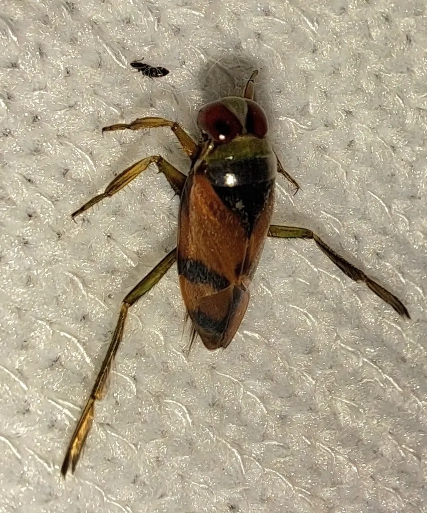 Notonecta uhleri - photo 3
