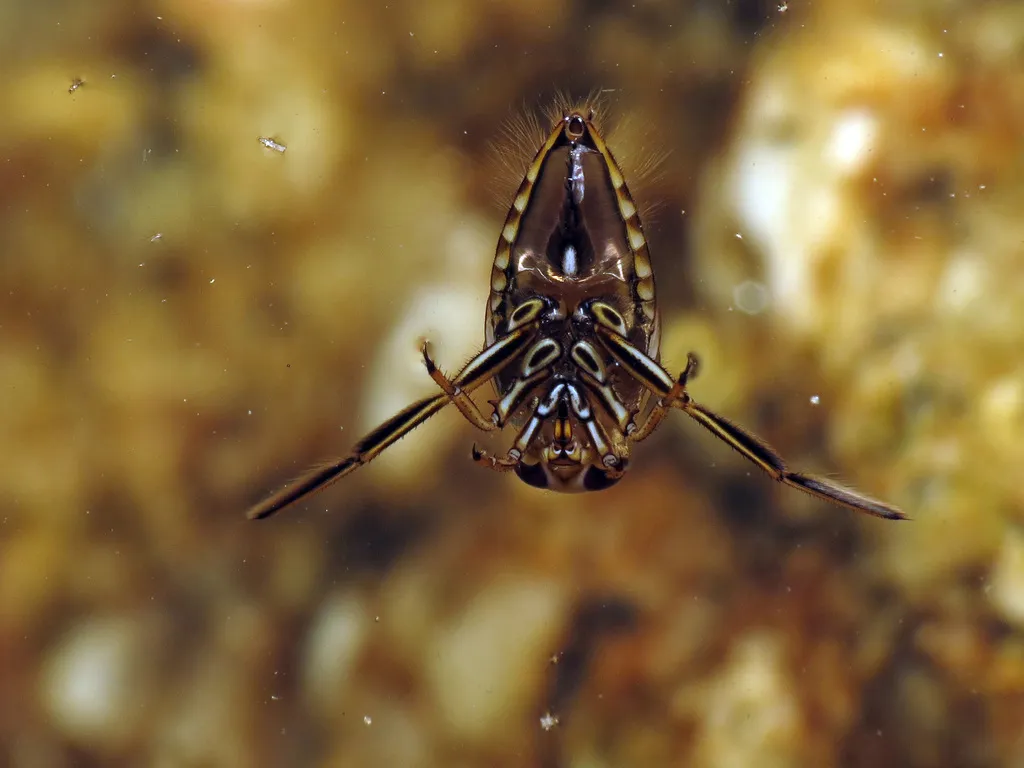 Backswimmers - Notonectidae