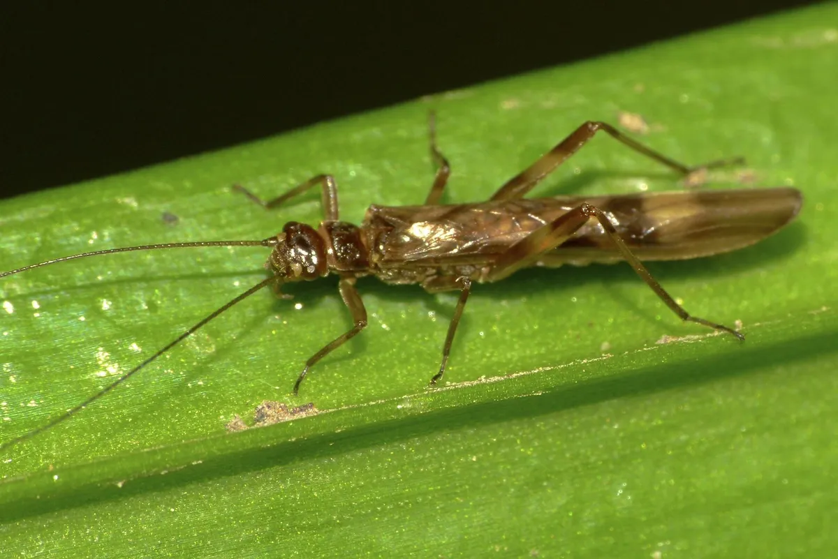 Southern Stoneflies - photo 3